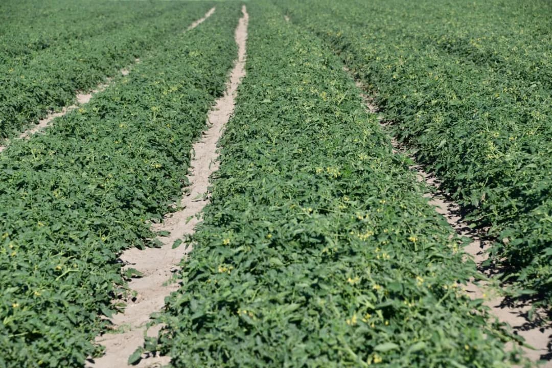 Skąd pochodzi pomidor? Tajemnice jego historii i kultury