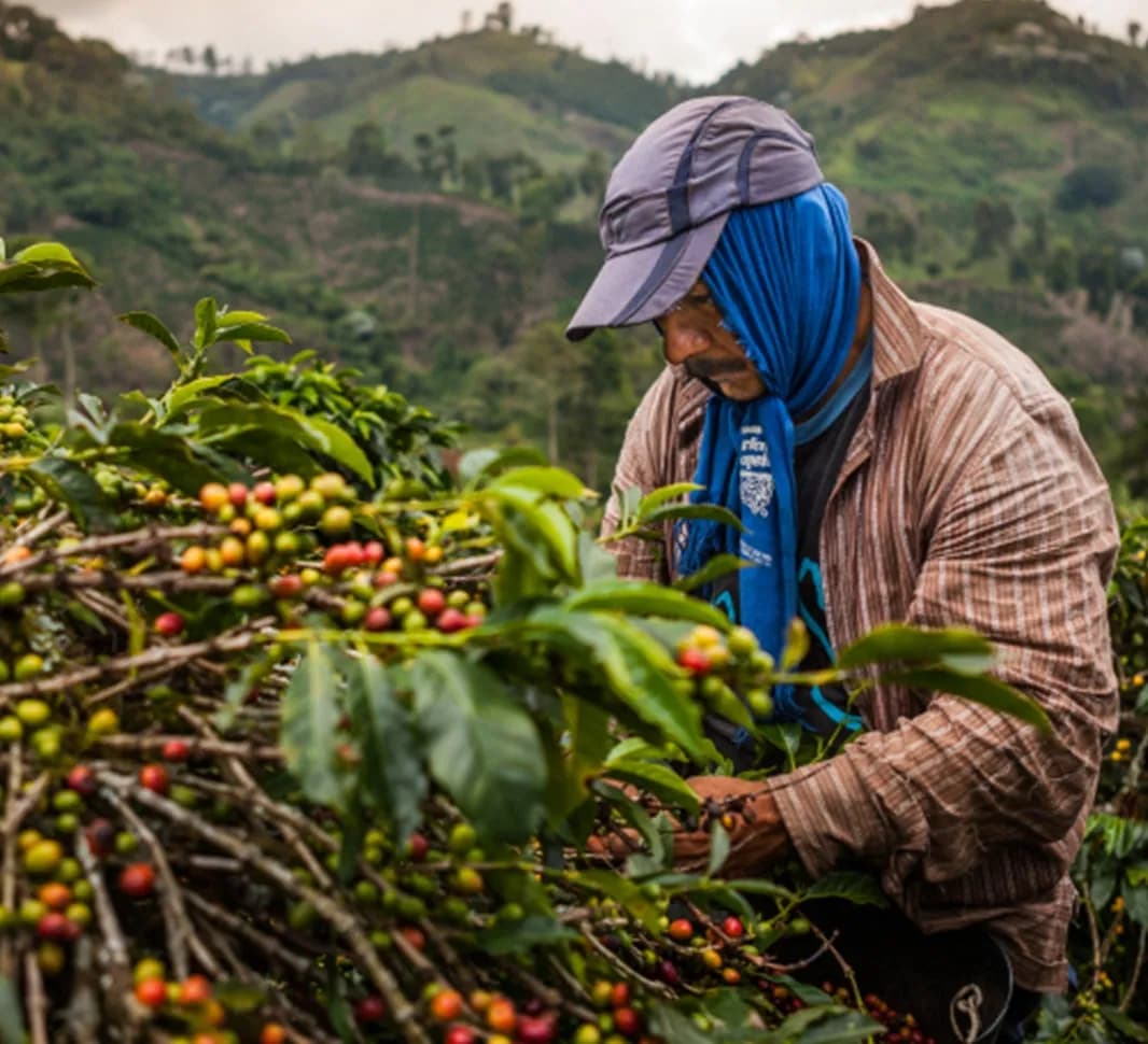 Skąd pochodzi kawa? Odkryj fascynującą historię jej pochodzenia
