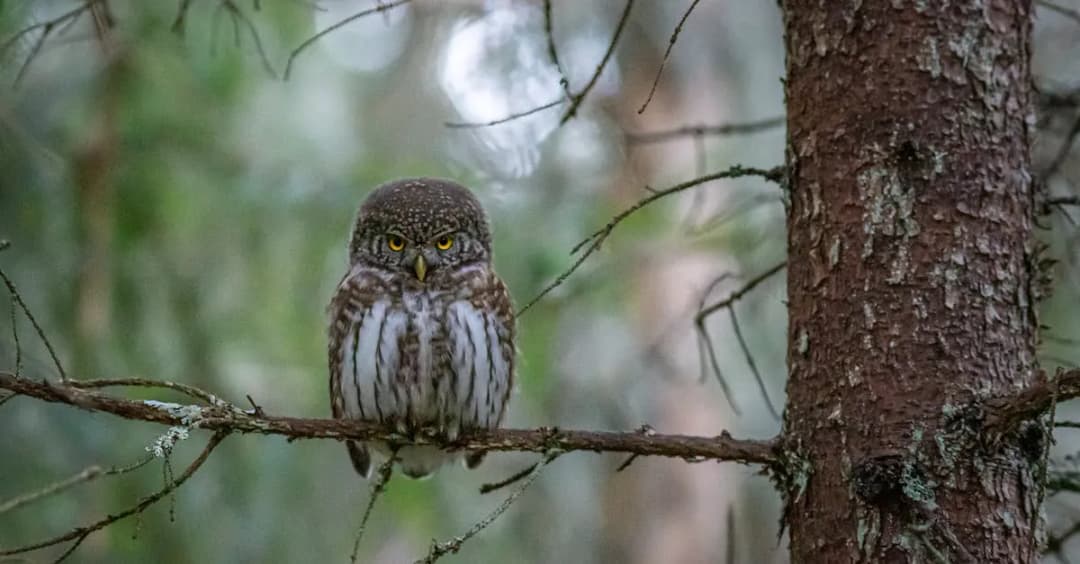 Top 10 filmów animowanych dla studentów SGGW