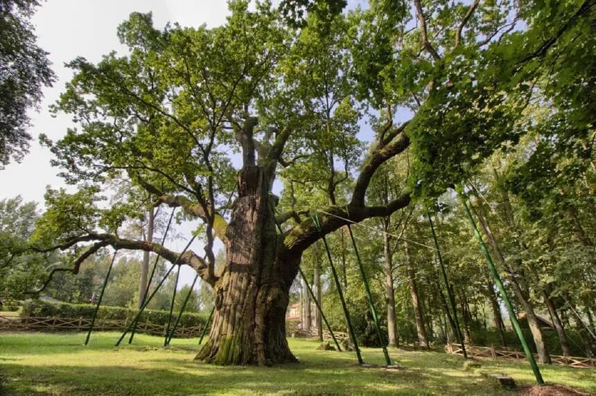 Ile lat ma dąb Bartek? Poznaj wiek i sekrety najstarszego drzewa w Polsce